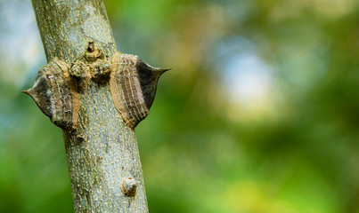 Close-up Spiny Tree Trunk of Zanthoxylum americanum, Prickly ash or Sichuan pepper on natural green...