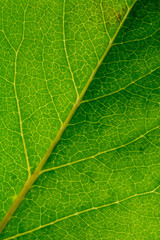 Macro of healthy green leaf with light green net of veins