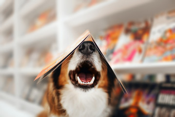 happy dog holds a magazine on his head in a store