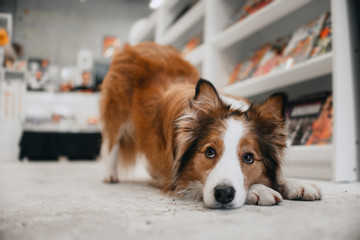 border collie dog posing in a book store