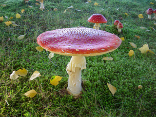Colorful toadstool on forest floor