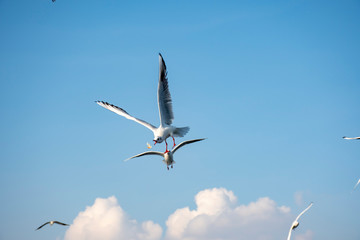 Seagulls eating bagels. Sky. Sea. Writing area. Background. Wallpaper