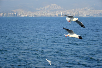 Fototapeta na wymiar Seagulls flying together in the sky. Writing area. Background. Wallpaper