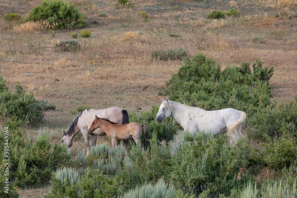 Wall mural Herd of Wild Horses in Sand Wash Basin Colorado 