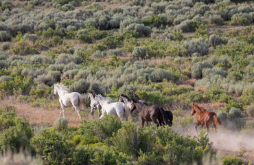 Herd of Wild Horses in Sand Wash Basin Colorado 