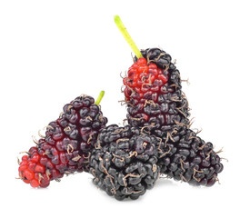 Mulberry fruit isolated on white background.