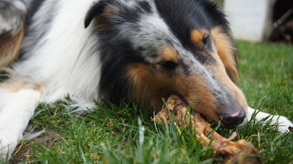 dog is eating a big bone,dog, collie, pet, canine, animal, sheltie, sheepdog, cute, white, border...