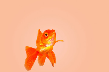 Studio shot of a dancing goldfish on a pink background.