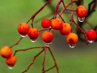 Closeup of red rowan tree berries on bare branches with water droplets after a rain shower