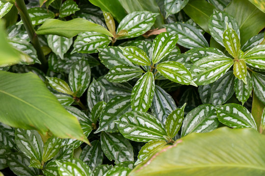 Folhas de comigo ningu&eacute;m pode (Dieffenbachia picta)