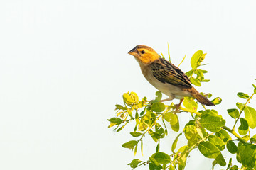 Baya Weaver perching on Manila tamarind branch looking into a distance