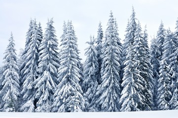 Obraz premium Bottom view massive chic snowy fir trees