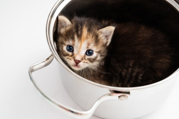 A little curious striped kitten looks out of the pan with sad eyes.