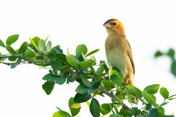 Baya Weaver perching on Manila tamarind branch looking into a distance