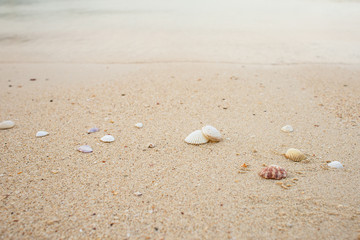 seashells on the seashore