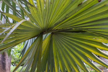 Palmeira com folha tipo leque