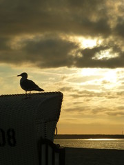 Möwe