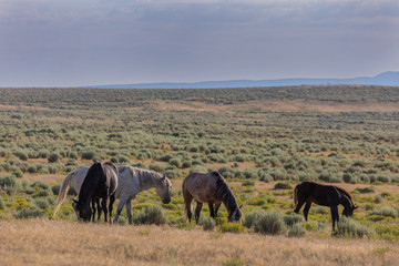 Fototapeta na wymiar Herd of Wild Horses in Sand Wash Basin Colorado 