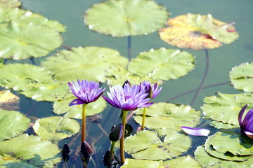 background photo of a blooming flower