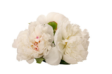A few White peonies without a background