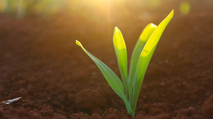 Corn seedlings with sunlight Thailand