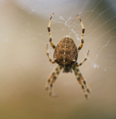 spider on a web 