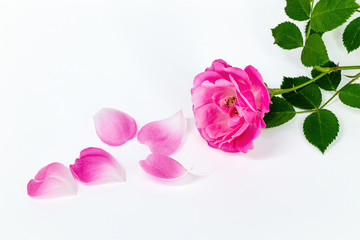 Fototapeta premium Wild rose cut with no background. Pink rose