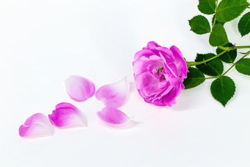 Wild rose cut with no background. Purple rose