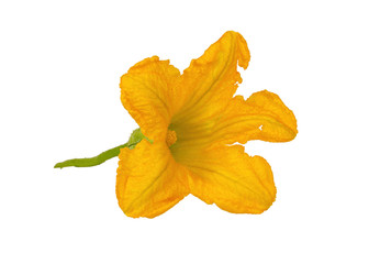 Pumpkin flower, squash flower