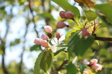 apple tree blossom