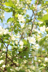 white flowers of apple tree in spring