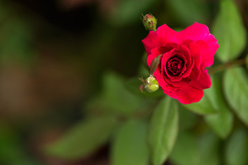 Select focus red rose flower blossom on soft natural background.