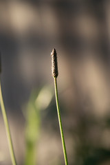 Close up photos of grass