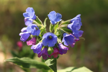 blue flower in the garden