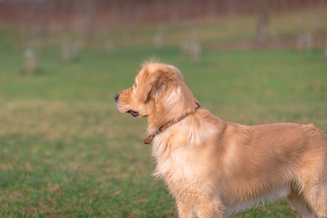 Golden retriever playing with his toy. holding it in his mouth a toy.toy to his feet.standing,lying down or running.Outdoor.