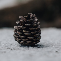 pine cone