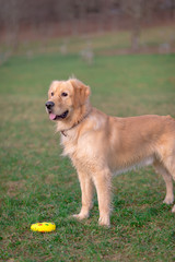 Golden retriever playing with his toy. holding it in his mouth a toy.toy to his feet.standing,lying down or running.Outdoor.