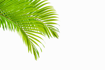 tropical coconut leaf isolated on white background, summer background