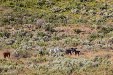 Naklejka na ściany i meble Herd of Wild Horses in Sand Wash Basin Colorado 