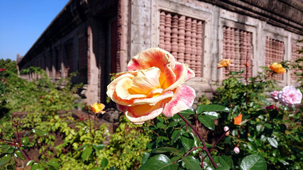 background photo of a blooming flower