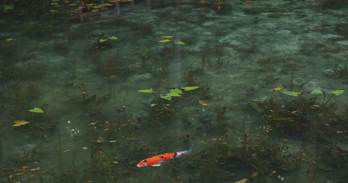 Swimming carp in the beautiful green pond in Gifu Japan