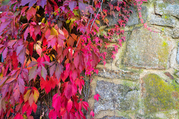 Beautiful autumn foliage on a stone wall background.