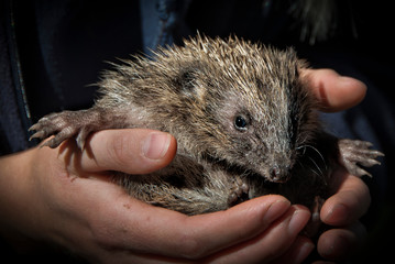 Hedgehogs being reared in UK wildlife centre