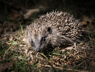 Hedgehogs being reared in UK wildlife centre