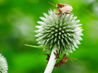 Pflanze und Tiere