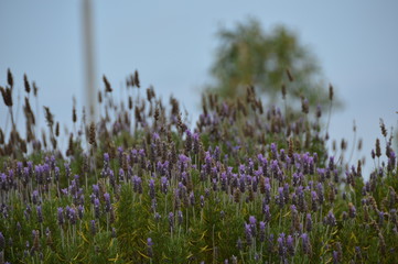 lavander