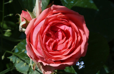 Rose rouge