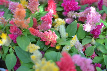 Colorful Celosia argentea flowers