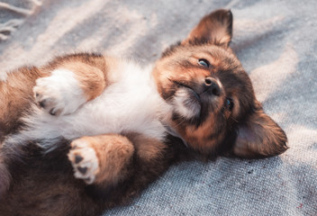  little fluffy puppy