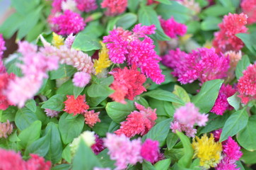 Colorful Celosia argentea flowers